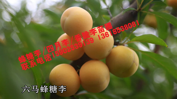六马蜂糖李成熟果子图片
