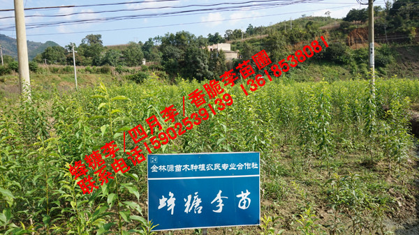 六马蜂糖李苗圃图片