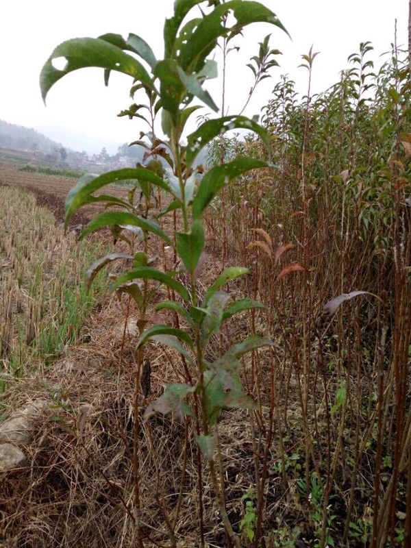 六马蜂糖李成品树苗