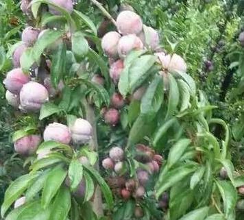 六马红脆李图片