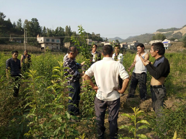 六马李子苗圃客户进场参观选购六月李