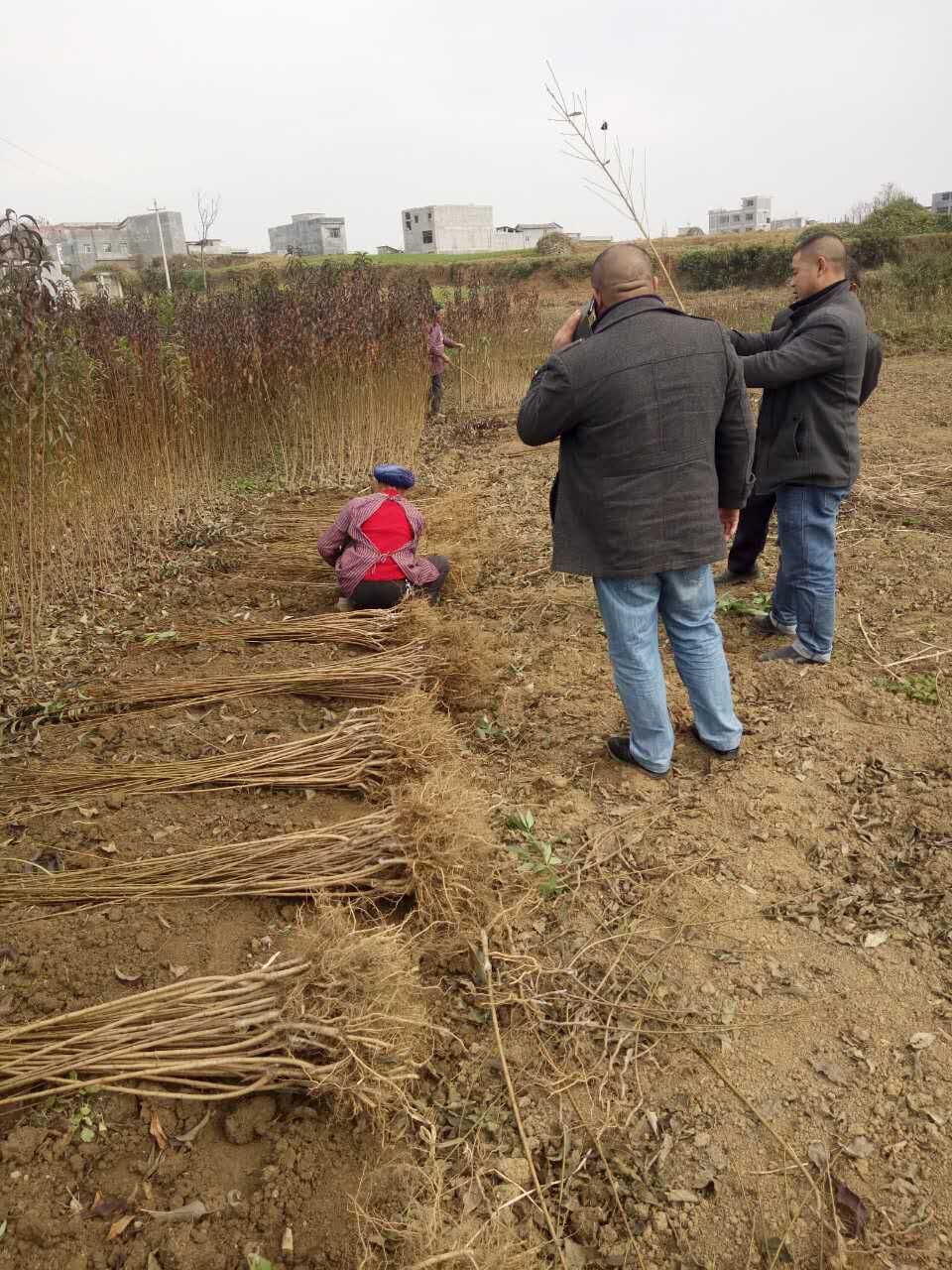 兴仁安龙县小卖1万株蜂糖李苗现场起苗图片