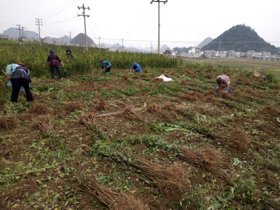 紫云县王总取蜂糖李苗12000株走起