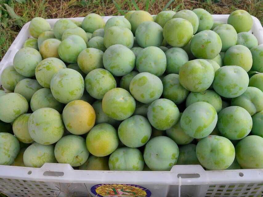 安顺李子获全国李杏交流会一金三银