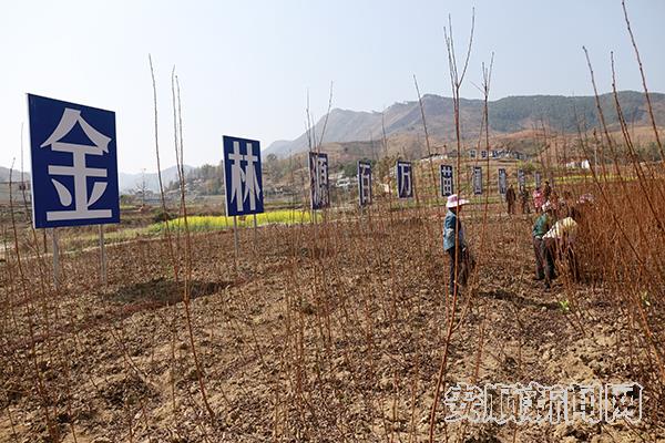 【新春走基层】镇宁六马镇：李子乡里