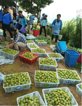 镇宁自治县金林源合作社蜂糖李现场