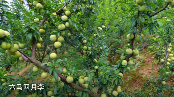 六马四月李成熟图片