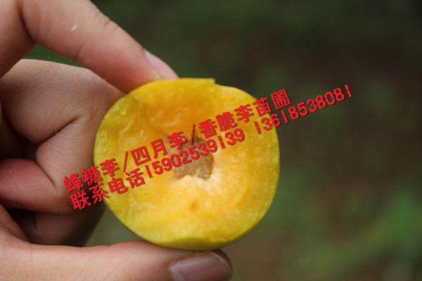 六马蜂糖李内部图