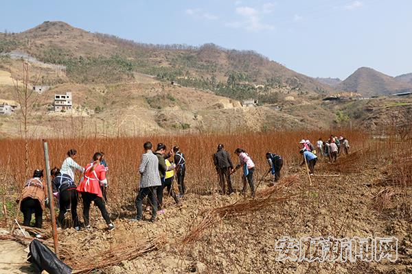 6365517669695876056032575_1101.jpg 蜂糖李苗木基地,农民们正在取苗.JPG