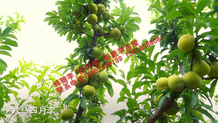 六马李子苗圃