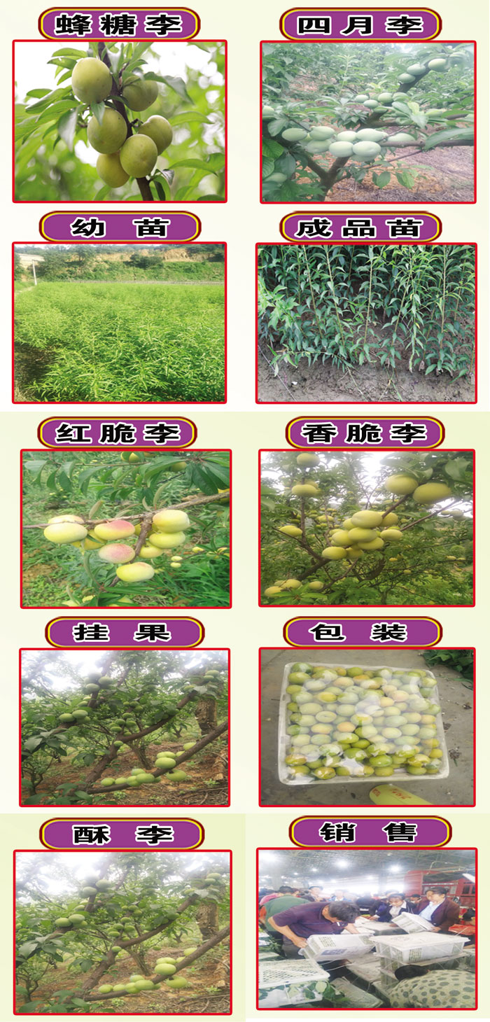 六马李子苗圃宣传